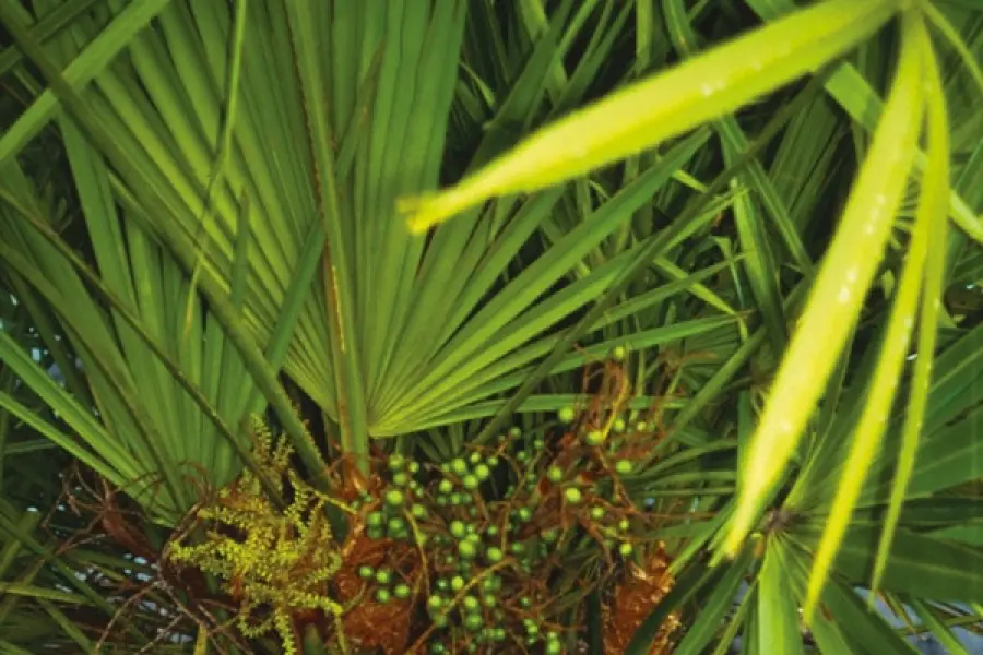 Serenoa Repens, i benefici per la prostata