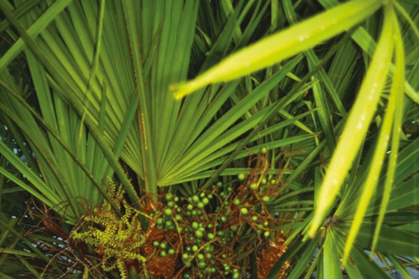 Serenoa Repens, i benefici per la prostata