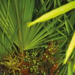 Serenoa Repens, i benefici per la prostata