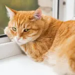 Come accogliere e gestire un gatto in casa